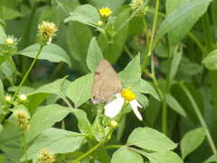 Rapala varuna formosana