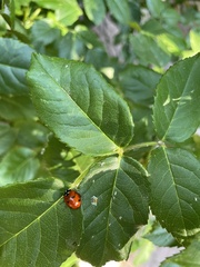 Coccinella septempunctata