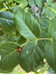 Coccinella septempunctata