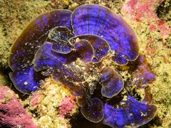 Distromium flabellatum