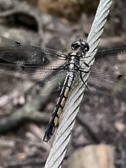Libellula vibrans