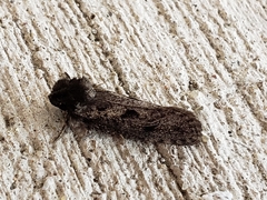 Acrolophus popeanella