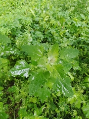 Chenopodium album