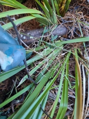 Dianella brevipedunculata