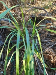 Dianella brevipedunculata