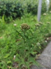 Achillea millefolium