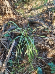 Dianella brevipedunculata