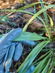 Dianella brevipedunculata