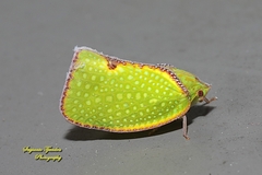 Salurnis marginella