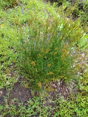 Juncus compressus