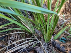 Dianella brevipedunculata