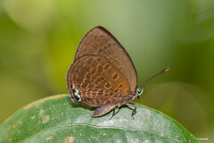 Arhopala muta