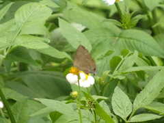 Rapala varuna formosana