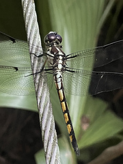 Libellula vibrans