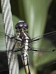 Libellula vibrans
