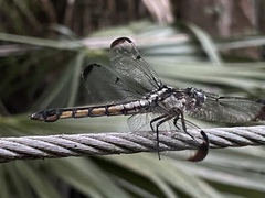 Libellula vibrans