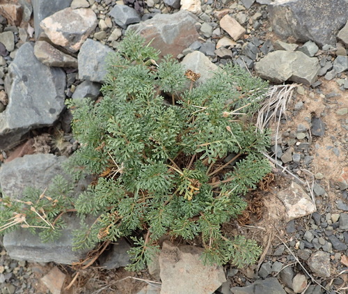 Image of Pelargonium minimum by (c) Nicola van Berkel, some rights reserved (CC BY-SA)