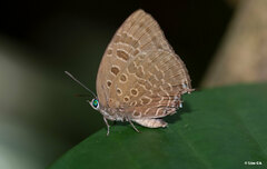 Arhopala silhetensis