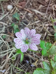 Geranium versicolor