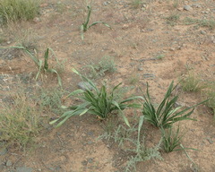 Drimia elata