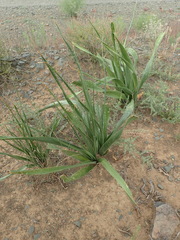 Drimia elata
