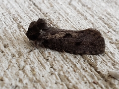 Acrolophus popeanella