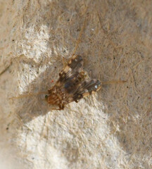 Psectrotanypus varius