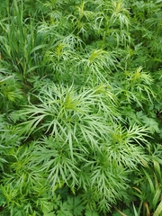 Artemisia sieversiana