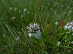 Rhynchospora latifolia