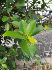 Ficus microcarpa