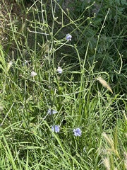 Cichorium intybus