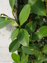 Ficus microcarpa