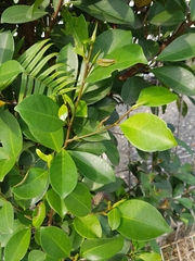 Ficus microcarpa