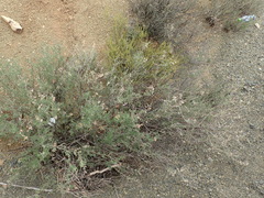 Ocimum burchellianum