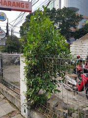 Ficus microcarpa