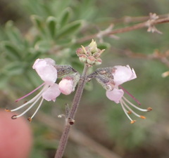 Ocimum burchellianum