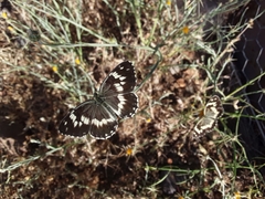 Melanargia syriaca