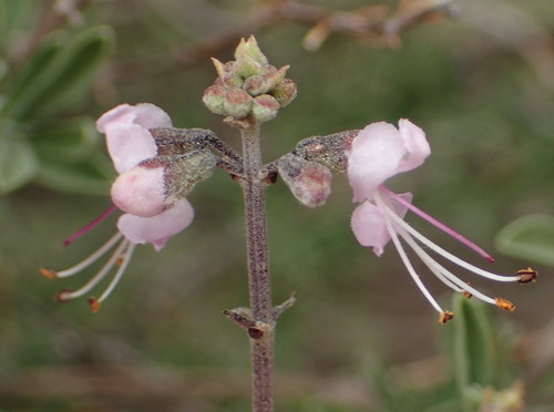 Image of Ocimum burchellianum by (c) Nicola van Berkel, some rights reserved (CC BY-SA)