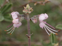 Ocimum burchellianum