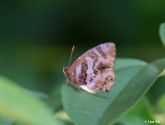 Flos fulgida singhapura