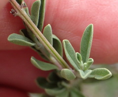 Ocimum burchellianum