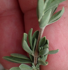 Ocimum burchellianum