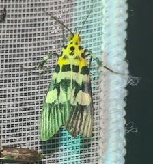 Vitessa