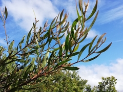 Acacia myrtifolia