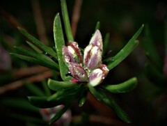 Darwinia procera