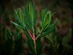 Darwinia procera