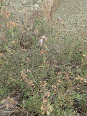 Ocimum burchellianum