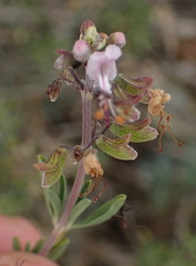 Ocimum burchellianum