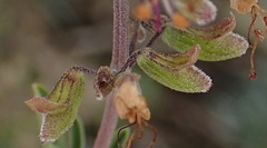 Ocimum burchellianum
