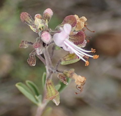 Ocimum burchellianum